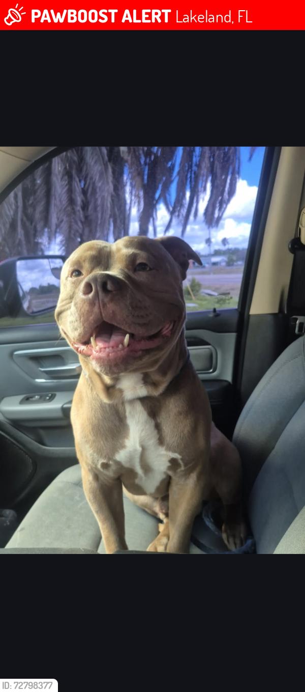 Lost Male Dog last seen Bruce street lakeland florida , Lakeland, FL 33801