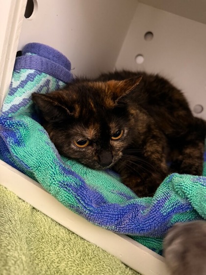 Shelter Stray Female Cat last seen Pamlico County, NC , New Bern, NC 28562