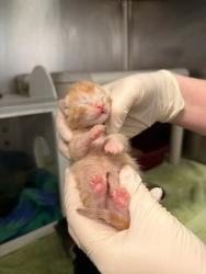 Shelter Stray Male Cat last seen Pamlico County, NC , New Bern, NC 28562