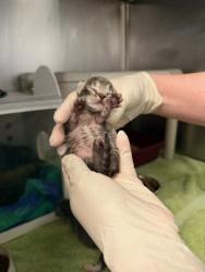 Shelter Stray Male Cat last seen Pamlico County, NC , New Bern, NC 28562
