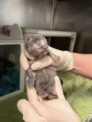 Shelter Stray Female Cat last seen Pamlico County, NC , New Bern, NC 28562