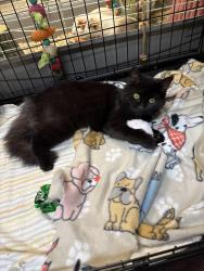 Lost Female Cat last seen Rosewood Way - Garden Ridge Subdivision, Loganville, GA 30052