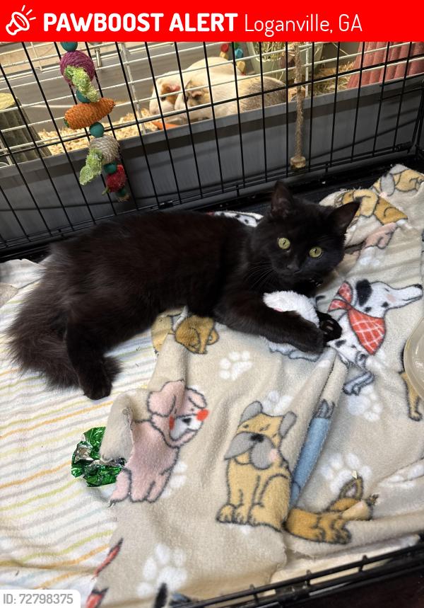 Lost Female Cat last seen Rosewood Way - Garden Ridge Subdivision, Loganville, GA 30052