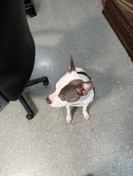 Found/Stray Female Dog last seen Fox meadow ln , Jonesboro, AR 72404
