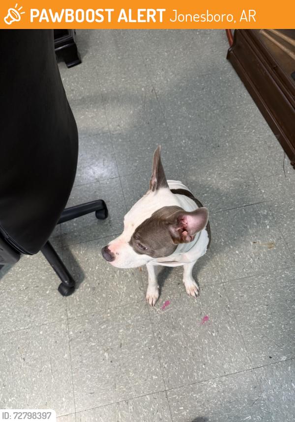 Found/Stray Female Dog last seen Fox meadow ln , Jonesboro, AR 72404