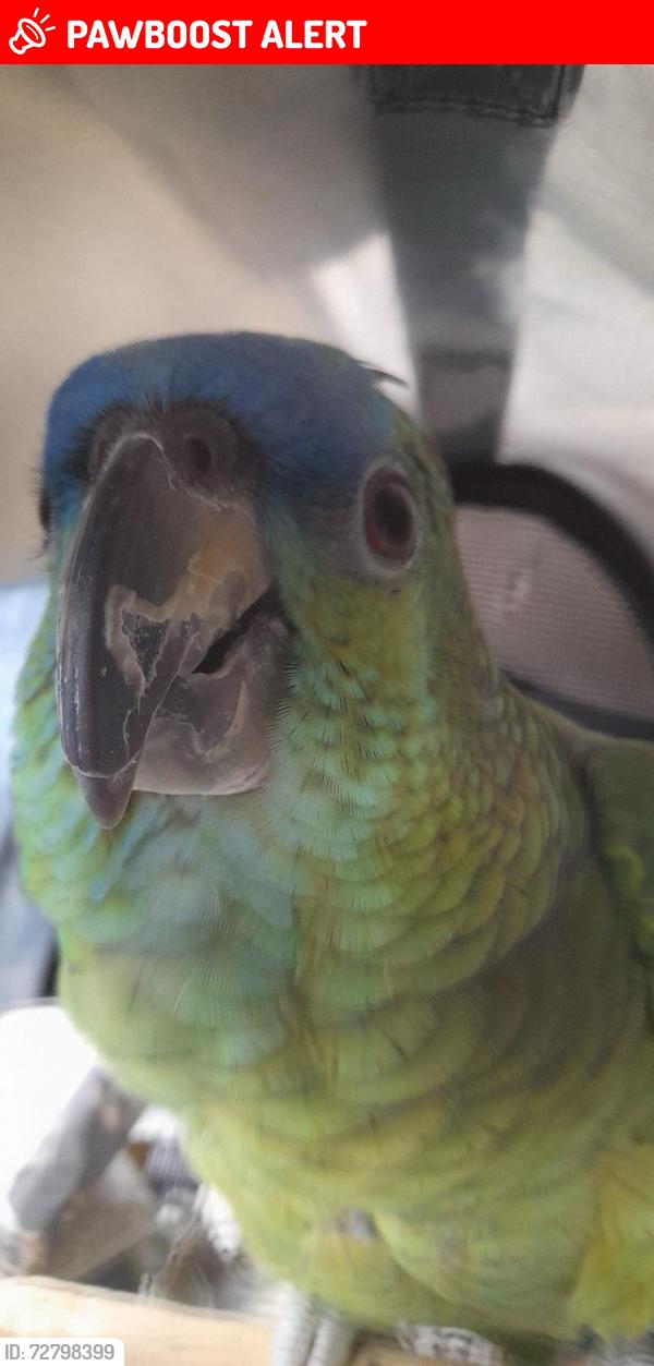 Lost Female Bird last seen Tintagel road Orpington BR5 4LE , Greater London, England BR5 4LE