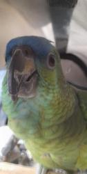 Lost Female Bird last seen Tintagel road Orpington BR5 4LE , Greater London, England BR5 4LE