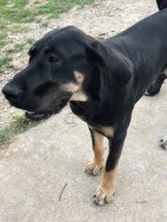 Reunited Female Dog last seen Hillburn , Dallas, TX 75227