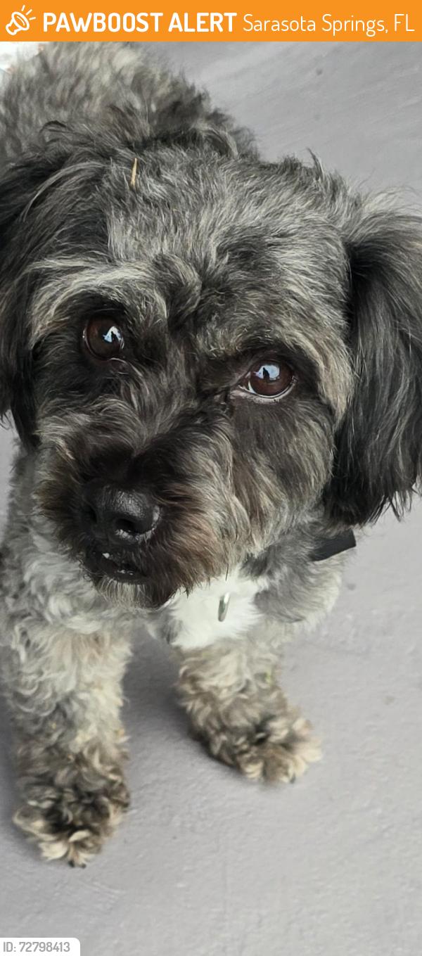 Found/Stray Male Dog last seen Lalani blvd and bell meade dr, Sarasota Springs, FL 34232