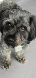 Found/Stray Male Dog last seen Lalani blvd and bell meade dr, Sarasota Springs, FL 34232
