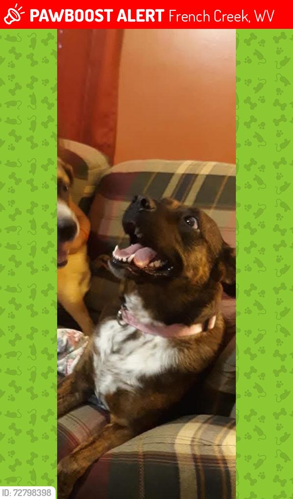 Lost Female Dog last seen Natural Bridge Rd , French Creek, WV 26201