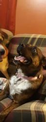 Lost Female Dog last seen Natural Bridge Rd , French Creek, WV 26201