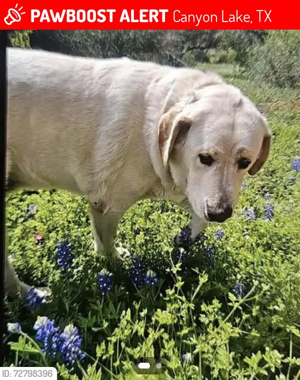 Lost Female Dog last seen Potters Creek boat ramp #21, Canyon Lake, TX 78133