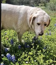 Lost Female Dog last seen Potters Creek boat ramp #21, Canyon Lake, TX 78133