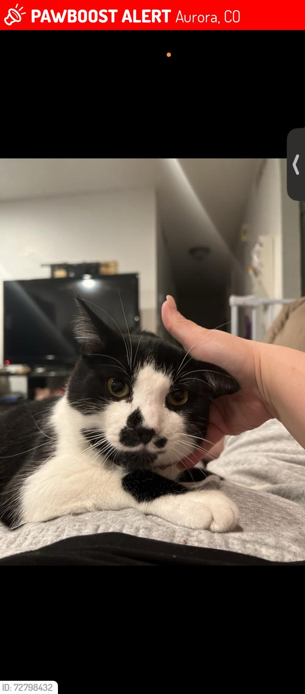 Lost Male Cat last seen Hampton in Chambers, Aurora, CO 80013