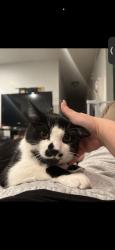 Lost Male Cat last seen Hampton in Chambers, Aurora, CO 80013