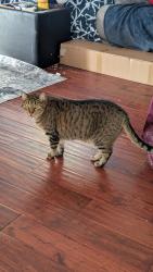Lost Female Cat last seen Mountain View Elementary , Parker, CO 80134