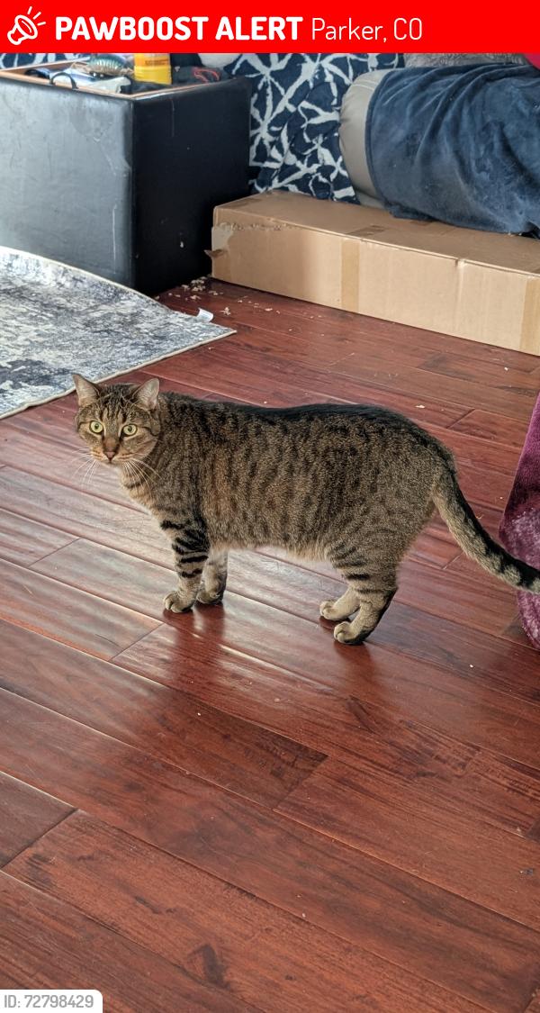 Lost Female Cat last seen Mountain View Elementary , Parker, CO 80134