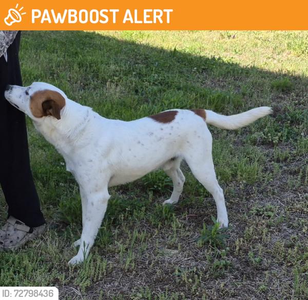 Found/Stray Male Dog last seen Hwy 64 W & Clark Snider Rd, Davidson County, NC 27295