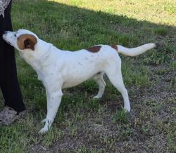 Found/Stray Male Dog last seen Hwy 64 W & Clark Snider Rd, Davidson County, NC 27295