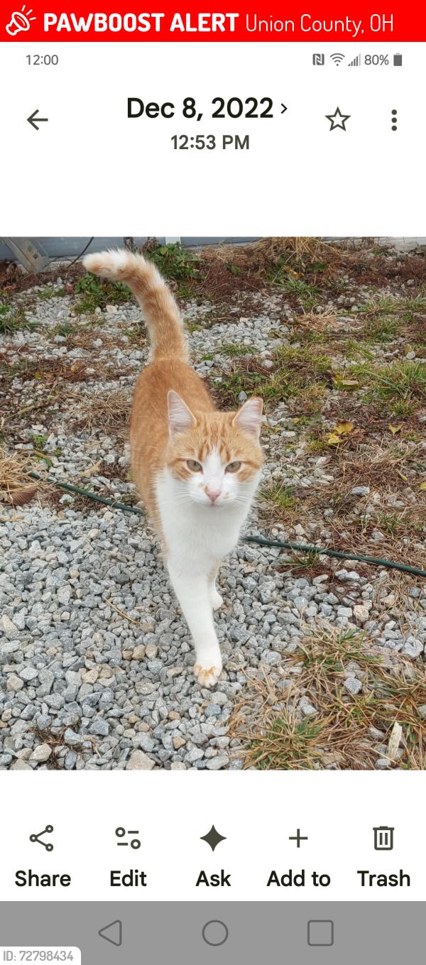 Lost Male Cat last seen Darby Pottersburg rd and st 33, Union County, OH 43040