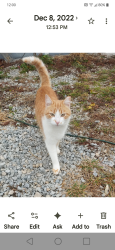 Lost Male Cat last seen Darby Pottersburg rd and st 33, Union County, OH 43040