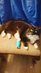 Lost Female Cat last seen Wal-Mart Neighborhood Store Powell Loop and 181st Gresham/Rockwood, Gresham, OR 97080