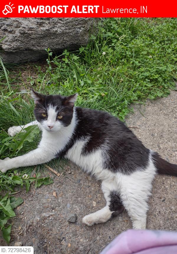 Lost Male Cat last seen 56th and Shadeland , Lawrence, IN 46226