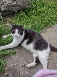 Lost Male Cat last seen 56th and Shadeland , Lawrence, IN 46226