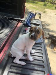 Found/Stray Male Dog last seen Harnett, Harnett County, NC 28323