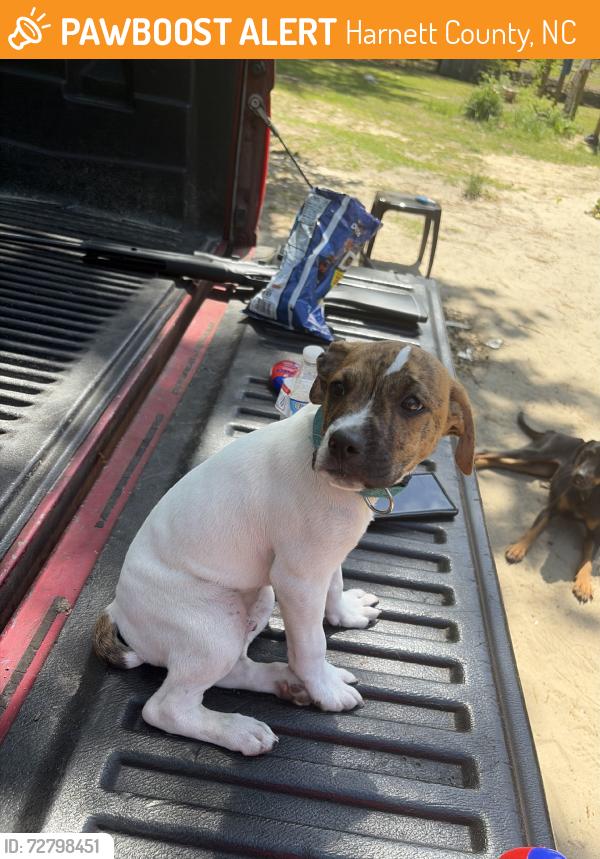 Found/Stray Male Dog last seen Harnett, Harnett County, NC 28323