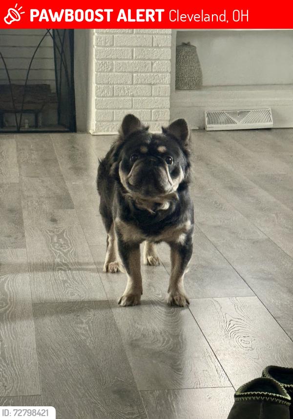 Lost Male Dog last seen Portman Avenue, Cleveland, OH 44109