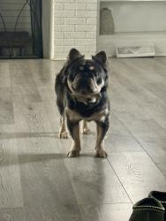Lost Male Dog last seen Portman Avenue, Cleveland, OH 44109