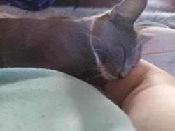 Reunited Female Cat last seen Cornell and seneca. Park fair mall area, Des Moines, IA 50313