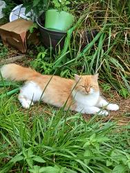 Lost Female Cat last seen Backyard garden, Pilgrim KY, Pilgrim, KY 41231