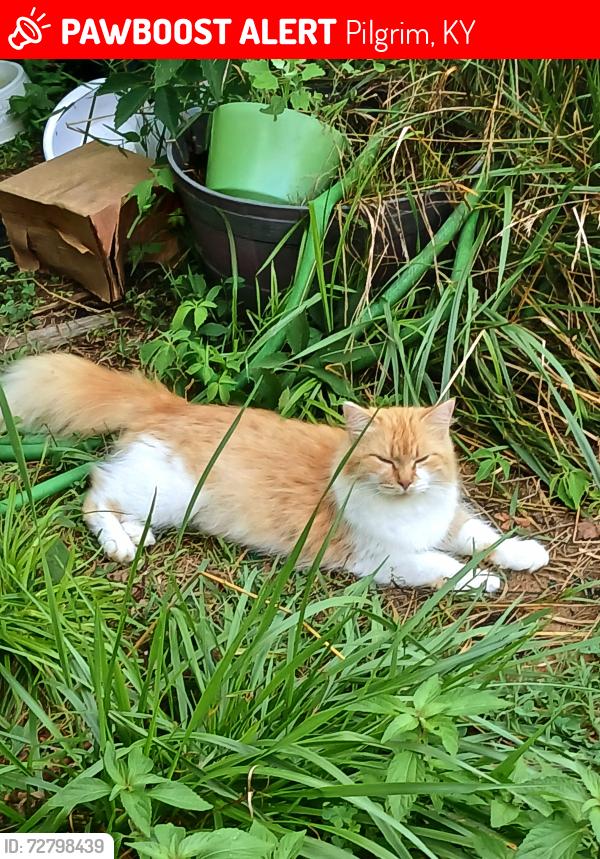 Lost Female Cat last seen Backyard garden, Pilgrim KY, Pilgrim, KY 41231