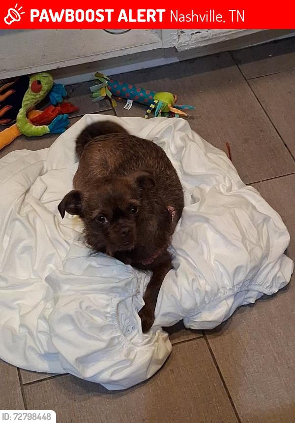 Lost Female Dog last seen Patapisco , Nashville, TN 37216