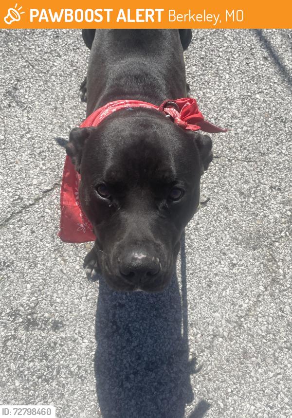 Found/Stray Male Dog last seen North Hanley, Berkeley, MO 63134