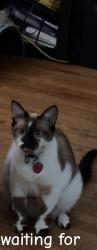 Lost Female Cat last seen Near Tijeras Ave NE, Albuquerque, NM 87106