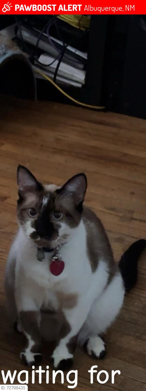 Lost Female Cat last seen Near Tijeras Ave NE, Albuquerque, NM 87106