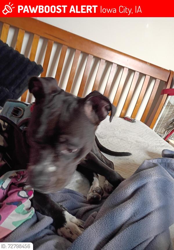 Lost Female Dog last seen Shelter hse Iowa City, Iowa City, IA 52240