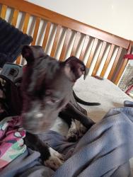 Lost Female Dog last seen Shelter hse Iowa City, Iowa City, IA 52240