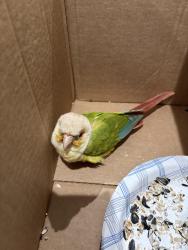Found/Stray Unknown Bird last seen sw mccracken ave , Port St. Lucie, FL 34953