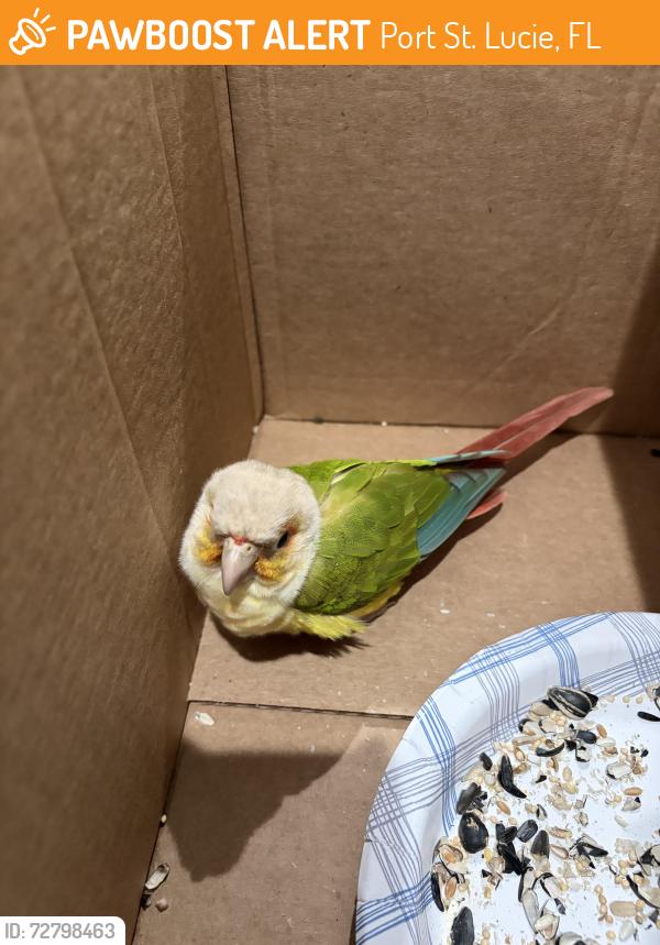 Found/Stray Unknown Bird last seen sw mccracken ave , Port St. Lucie, FL 34953