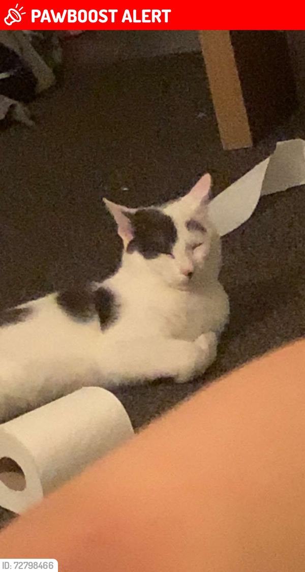 Lost Male Cat last seen Bath street, Derby, England DE1 3BS