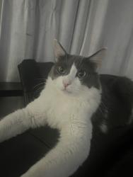 Lost Male Cat last seen Tierra Bella neighborhood , Las Vegas, NV 89138