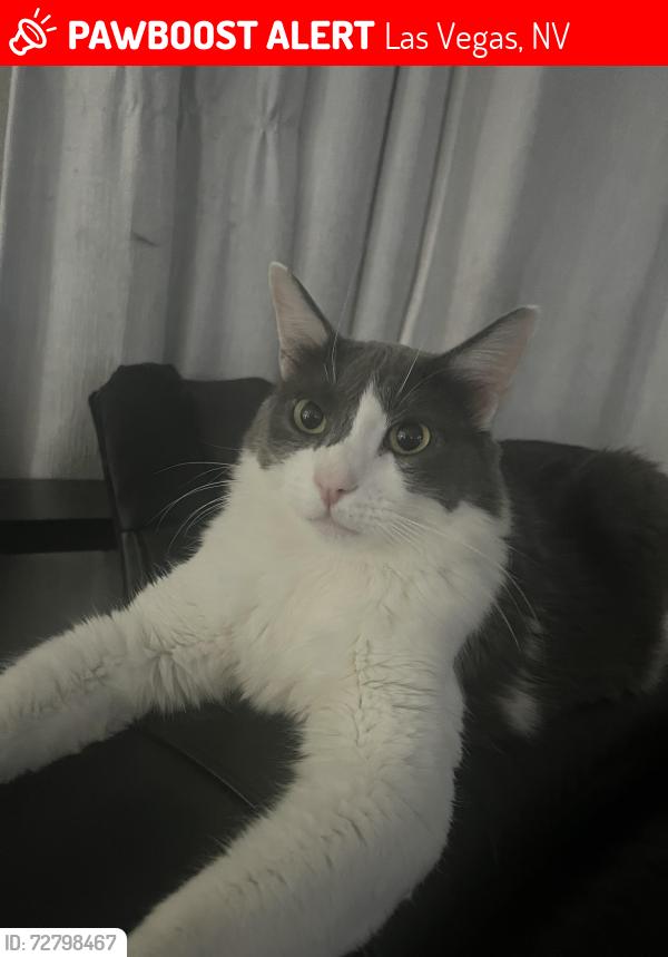 Lost Male Cat last seen Tierra Bella neighborhood , Las Vegas, NV 89138