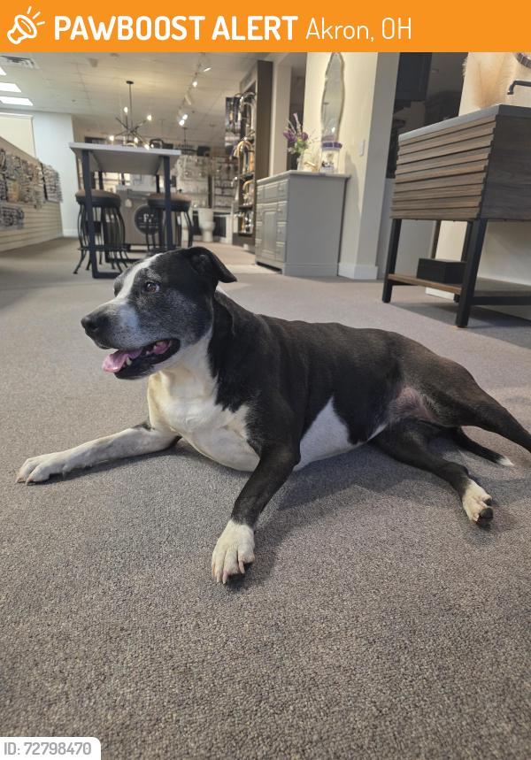 Found/Stray Female Dog last seen Kelly ave and triplett ave, Akron, OH 44306