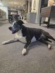 Found/Stray Female Dog last seen Kelly ave and triplett ave, Akron, OH 44306