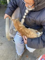 Lost Male Cat last seen Near , Sacramento, CA 95820